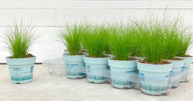 Stipa tenuissima ColorGrass Pony Tails 10,5Ø 20cm