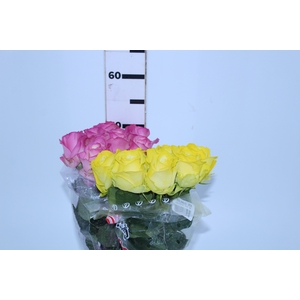 ROSA COLOURS 050 CM