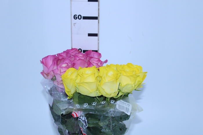 ROSA COLOURS 050 CM