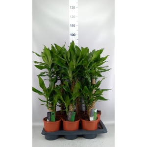 Dracaena frag. 'Steudneri'