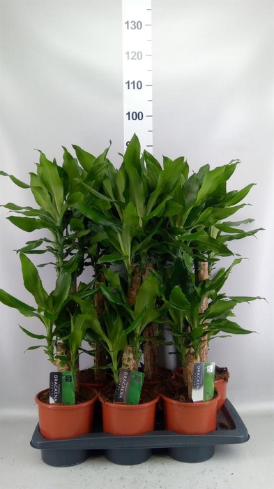 <h4>Dracaena frag. 'Steudneri'</h4>