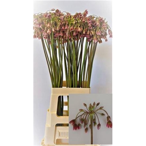 Allium Nectaroscordum Siculum