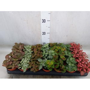 Fittonia   ...mix 7