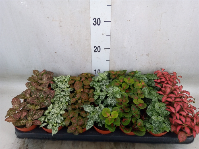 <h4>Fittonia   ...mix 7</h4>