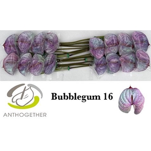 Anthurium Anth A Ov Klb H