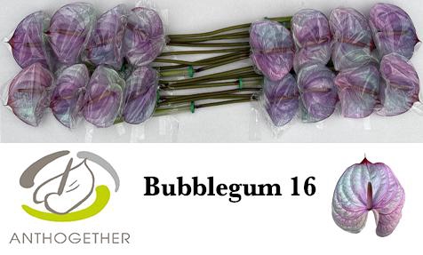 <h4>Anthurium Anth A Ov Klb H</h4>