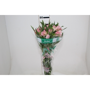 ALSTROEMERIA DUBAI 080 CM