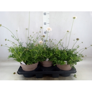 Scabiosa japonica