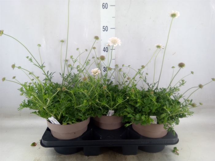 <h4>Scabiosa japonica</h4>
