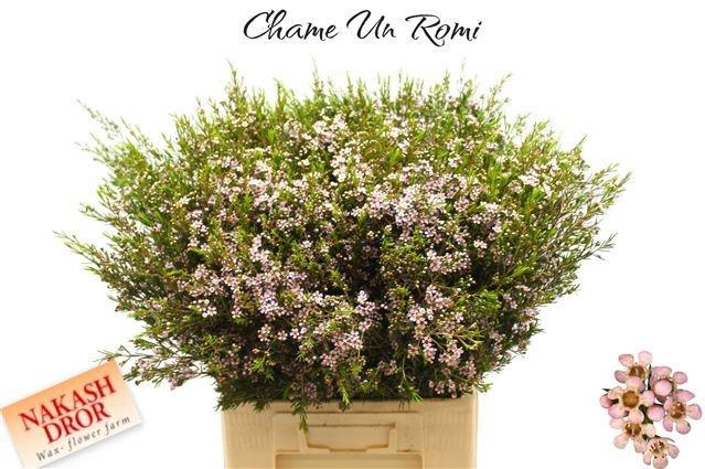 <h4>CHAME UN ROMI</h4>