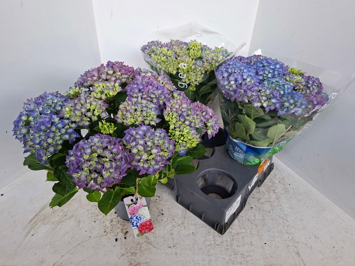 <h4>HYDR M BLAUER ZWERG</h4>