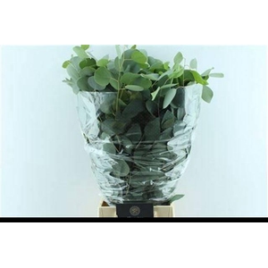 EUC POLYANTHEMO P BS