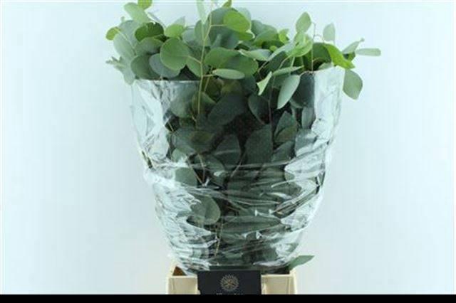 <h4>EUC POLYANTHEMO P BS</h4>