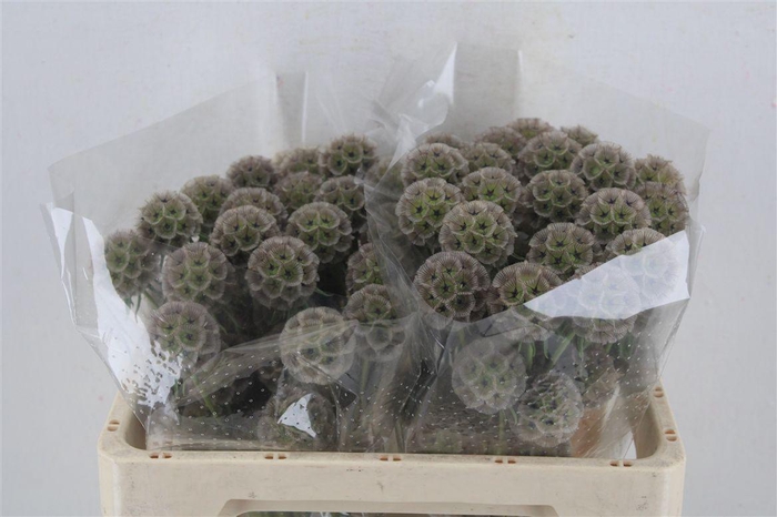 <h4>Scabiosa Stellata Natural P Stem</h4>