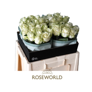 R Gr White Naomi Roseworld