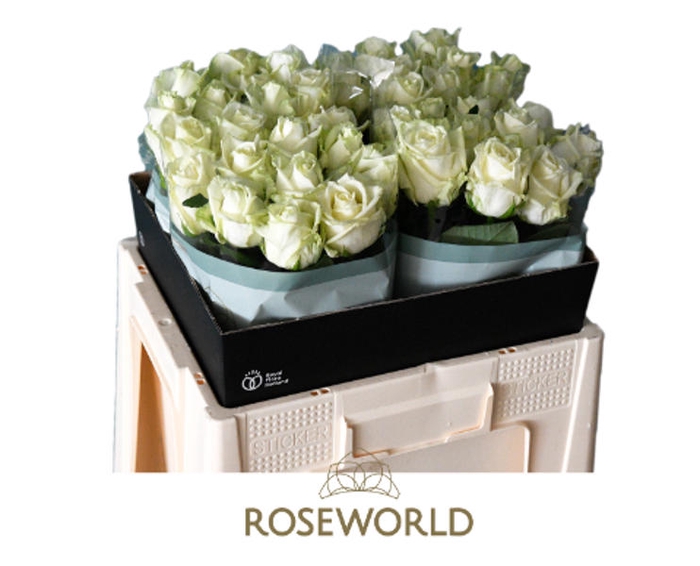 <h4>R Gr White Naomi Roseworld</h4>