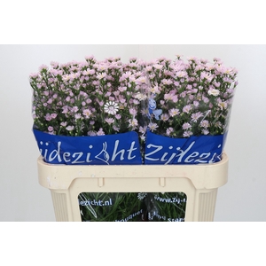 Aster Claudia