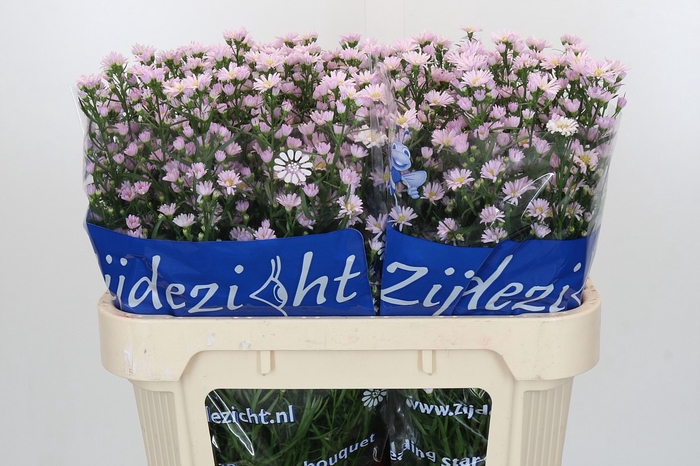<h4>Aster Claudia</h4>