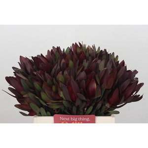 Leucadendron Saf Sunset Dark Red