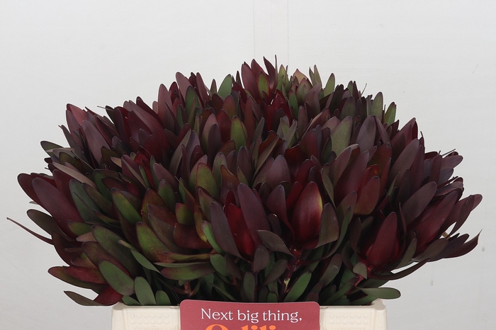 Leucadendron Saf Sunset Dark Red