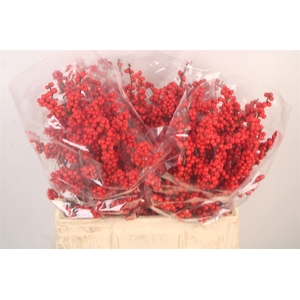 Ilex Verticilata Red Extra