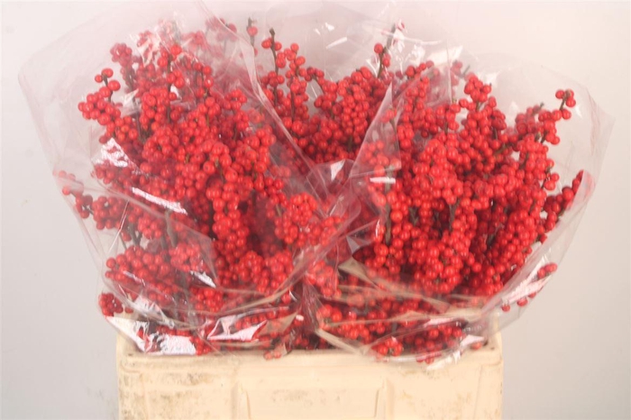 <h4>Ilex Verticilata Red Extra</h4>