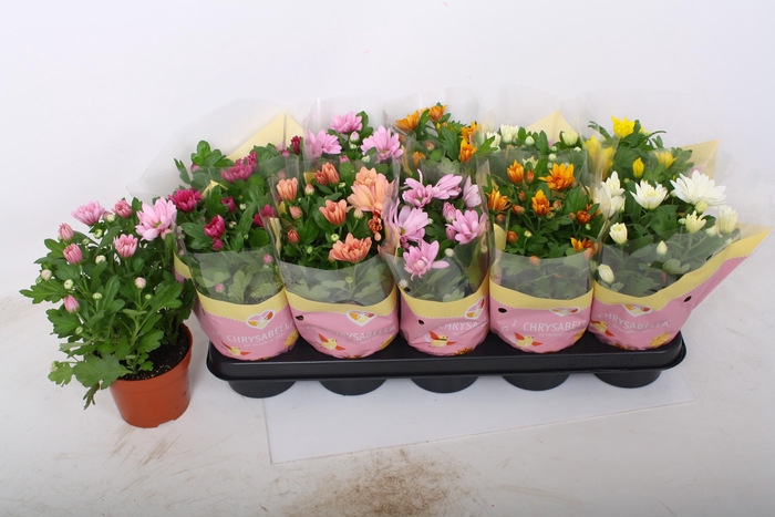 <h4>CHRYS GEM 6 KL</h4>