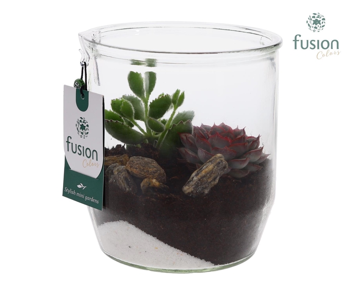 <h4>Glazen pot Dirk met Succulenten D15 H32</h4>