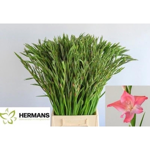 Glad Kl Charm Beauty Hermans