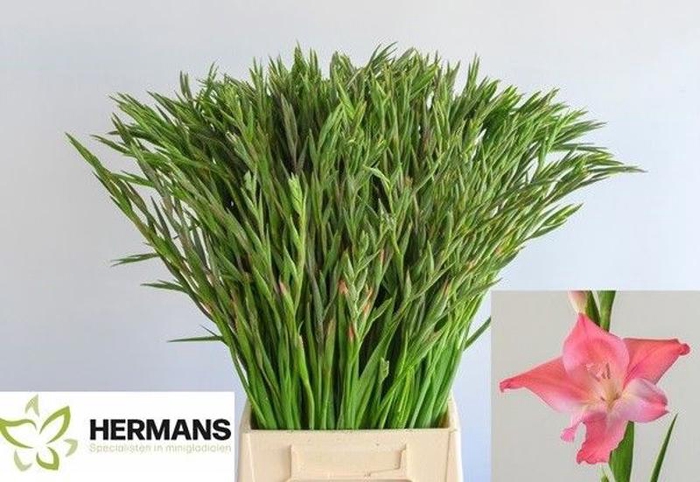 <h4>Glad Kl Charm Beauty Hermans</h4>