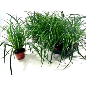 CAREX MORROWII P10.5