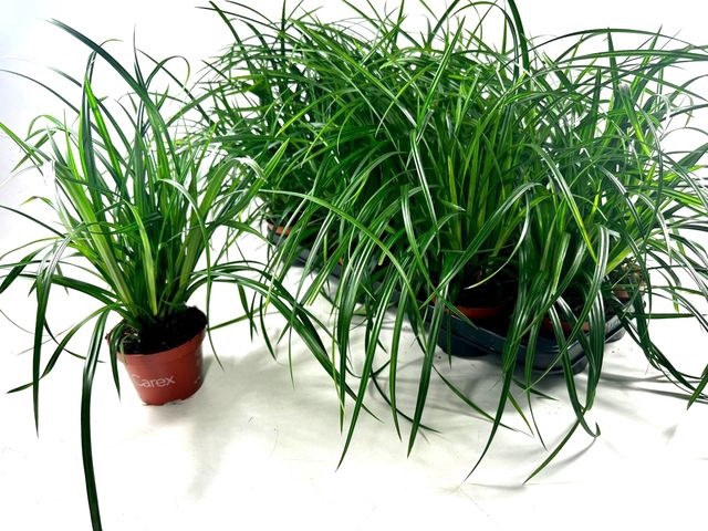 <h4>CAREX MORROWII P10.5</h4>