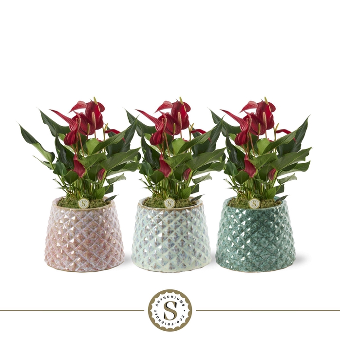 <h4>Florence Keramiek Roja</h4>