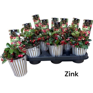 ARR GAULTHERIA