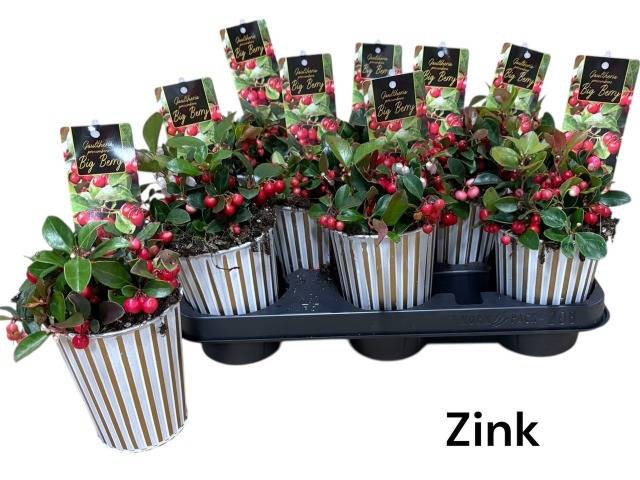 <h4>ARR GAULTHERIA</h4>