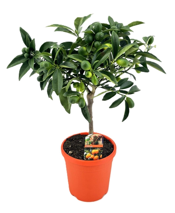 <h4>Citrus kumquat</h4>