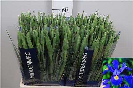 <h4>Iris Prof Blaauw</h4>