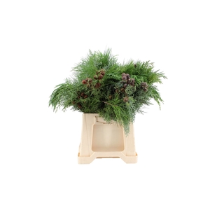 Boeket Xmas ( Conifer Mix ) 7 Stems