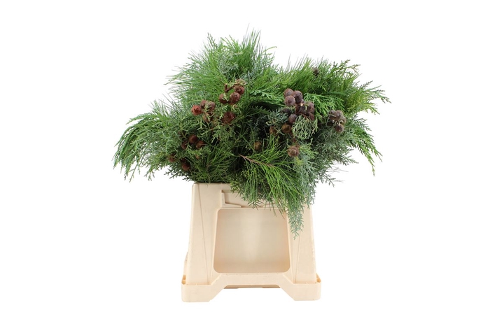 <h4>Boeket Xmas ( Conifer Mix ) 7 Stems</h4>