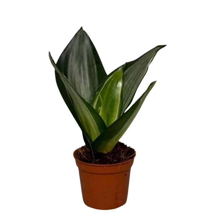 <h4>Sansevieria Hahnii</h4>