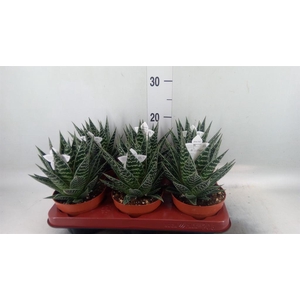 Aloe aristata 'Tiki Tahi'