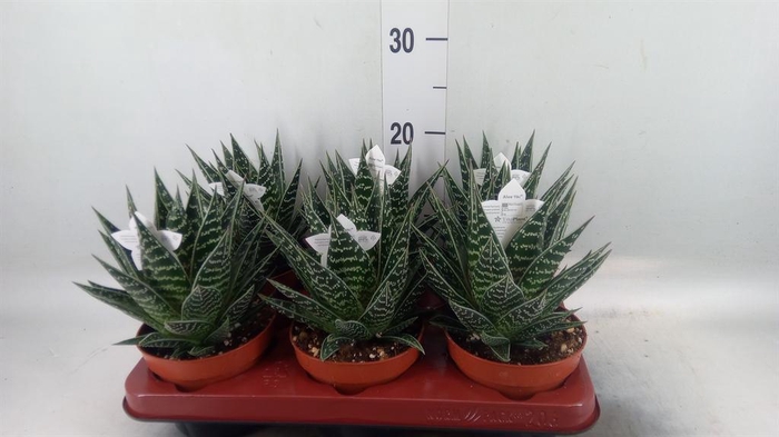 <h4>Aloe aristata 'Tiki Tahi'</h4>