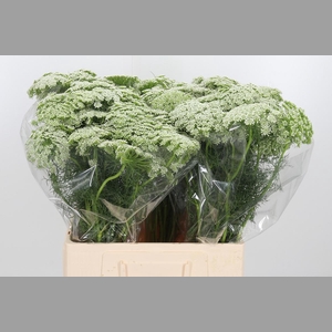 Ammi Vis Casablanca