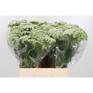 Ammi Vis Casablanca