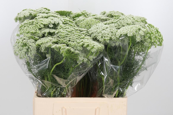 Ammi Vis Casablanca