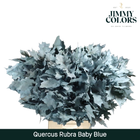 Quercus Rubra L80 Klbh. Baby Blue