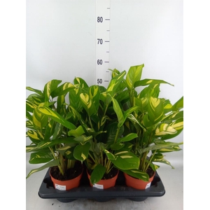 Ctenanthe pilosa 'Mosaic'