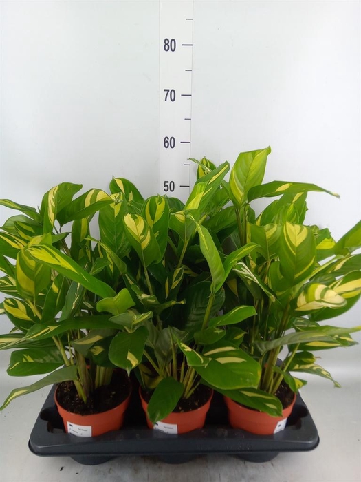 <h4>Ctenanthe pilosa 'Mosaic'</h4>