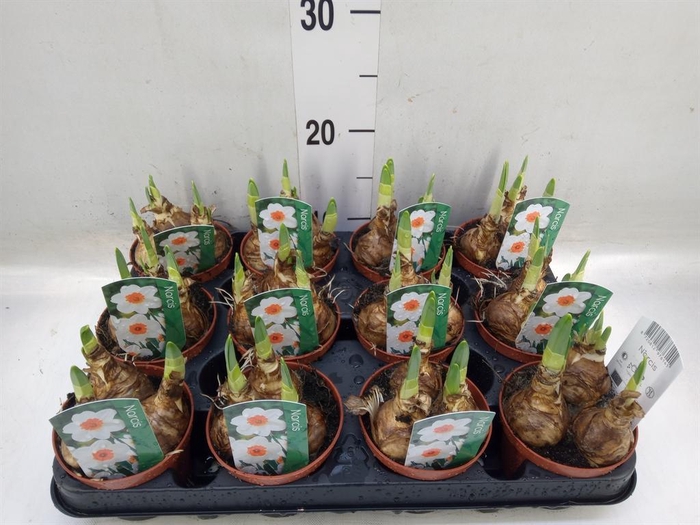 <h4>Narcissus   ...</h4>