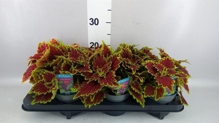 <h4>Plectranthus col. 'MSt Bourbon Str'</h4>